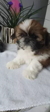 Szczeniaczki shih tzu 8