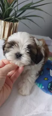Szczeniaczki shih tzu 4