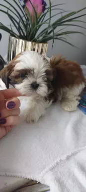Szczeniaczki shih tzu 5