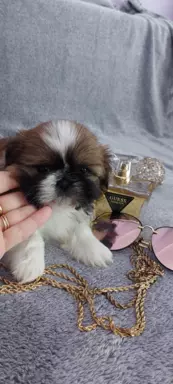 Szczeniaczki shih tzu 9
