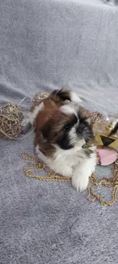 Szczeniaczki shih tzu 7