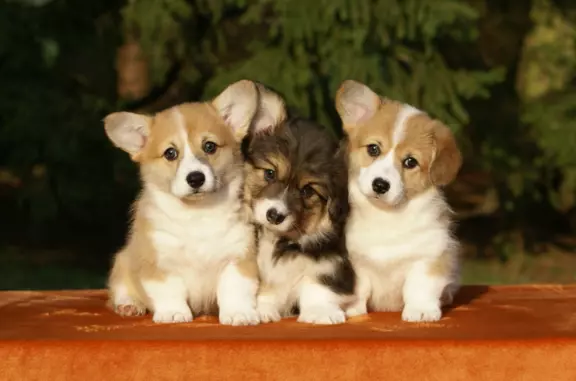 Szczenięta Welsh Corgi Pembroke 1