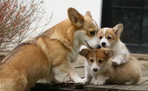 Szczenięta Welsh Corgi Pembroke 2