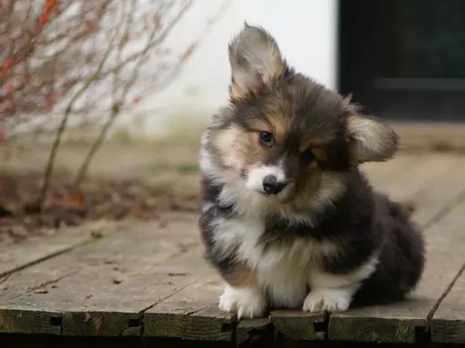 Szczenięta Welsh Corgi Pembroke 3