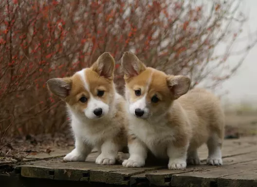 Szczenięta Welsh Corgi Pembroke 4