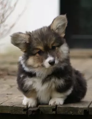 Szczenięta Welsh Corgi Pembroke 5