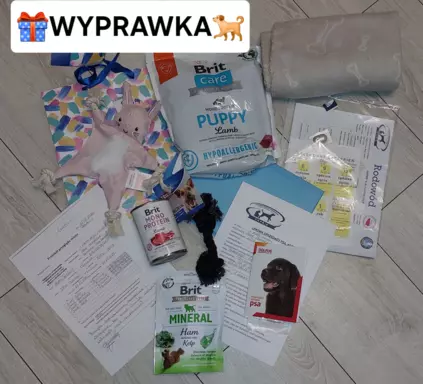 ⭐️Gwiazdka⭐️ szuka domu 5