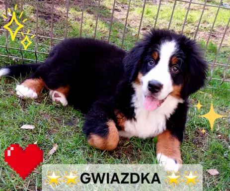 ⭐️Gwiazdka⭐️ szuka domu 1