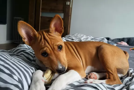 Basenji samiec BREGO ostatni 1