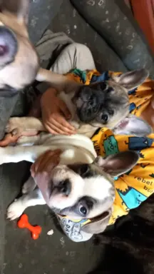 Szczeniak buldog francuski 1