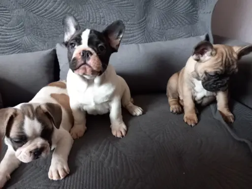 Szczeniak buldog francuski 2