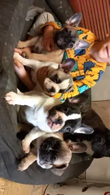 Szczeniak buldog francuski 3