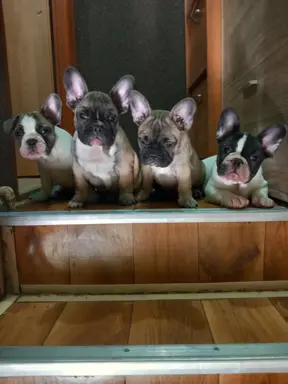 Szczeniak buldog francuski 4