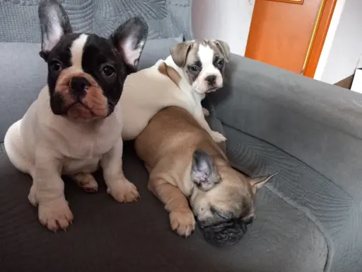 Szczeniak buldog francuski 5