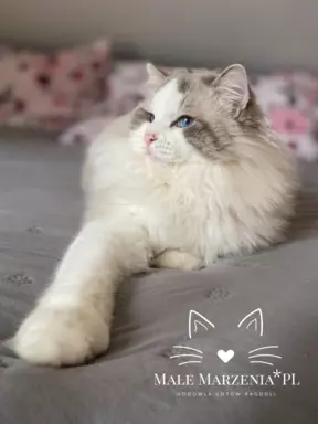 Ragdoll kocięta kocurek 4