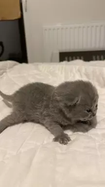 Kocięta brytyjskie liliowe i niebieskie 3