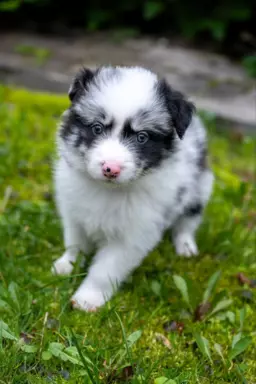 Border collie szczeniaki blue merle pies suczka czarno biała 1