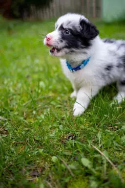 Border collie szczeniaki blue merle pies suczka czarno biała 2