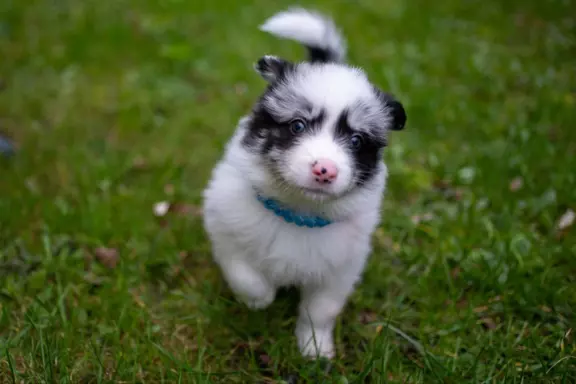 Border collie szczeniaki blue merle pies suczka czarno biała 3