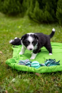 Border collie szczeniaki blue merle pies suczka czarno biała 4