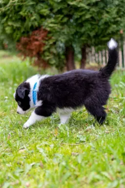 Border collie szczeniaki blue merle pies suczka czarno biała 5