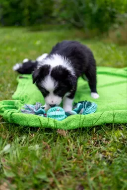 Border collie szczeniaki blue merle pies suczka czarno biała 6