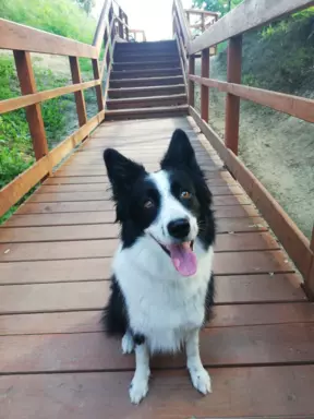 Border collie szczeniaki blue merle pies suczka czarno biała 7