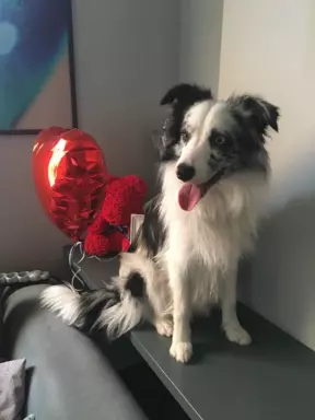 Border collie szczeniaki blue merle pies suczka czarno biała 8