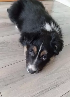 Border collie szczenięta z rodowodem 5
