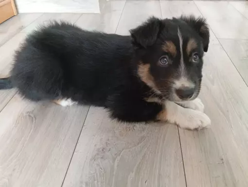 Border collie szczenięta z rodowodem 4