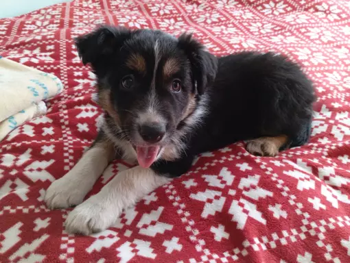 Border collie szczenięta z rodowodem 2