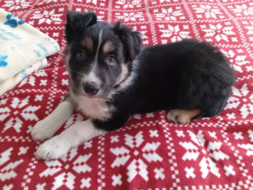 Border collie szczenięta z rodowodem 3