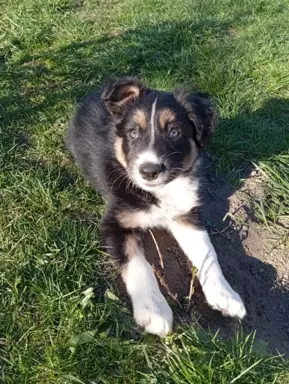 Border collie szczenięta z rodowodem 1