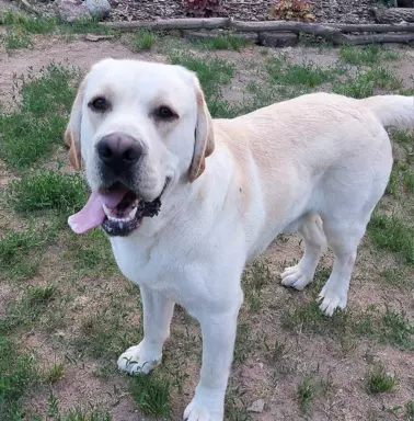 Labrador Retriever ZKwP/FCI Szczeniaki suczka piesek 5