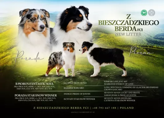 Owczarek australijski (typ amerykański) Aussie 3
