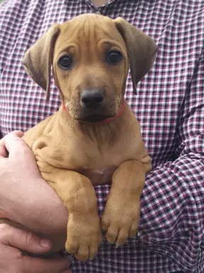 Rhodesian ridgeback - szczenięta 8