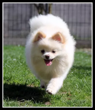 Pomeranian szpic miniaturowy 2