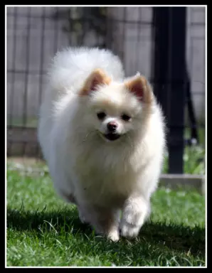 Pomeranian szpic miniaturowy 3