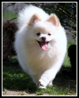 Pomeranian szpic miniaturowy 1