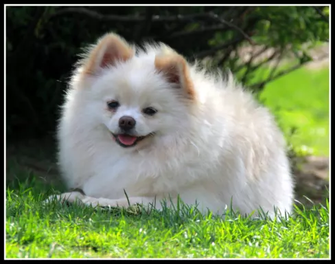 Pomeranian szpic miniaturowy 4