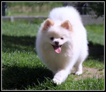 Pomeranian szpic miniaturowy 5