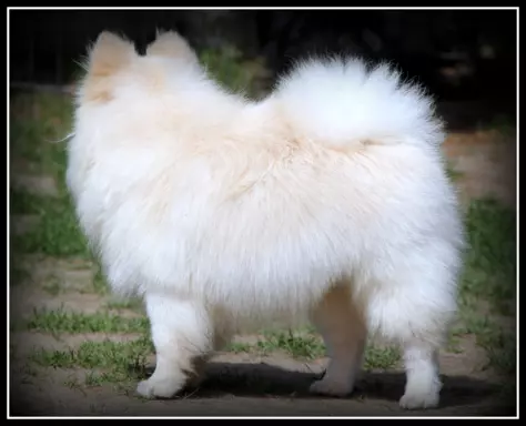 Pomeranian szpic miniaturowy 6