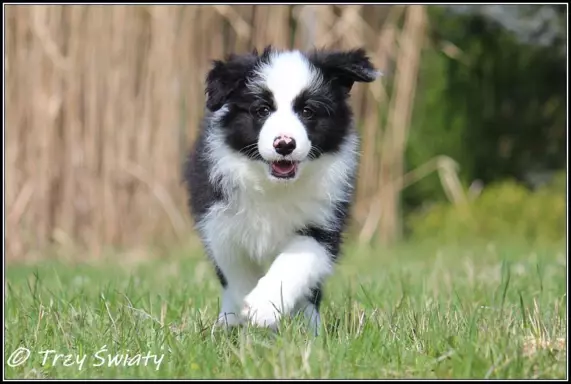 Border Collie rodowód ZKwP, FCI suczka SISI 1