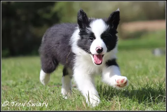 Border Collie rodowód ZKwP, FCI suczka SISI 2