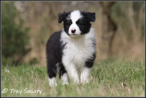 Border Collie rodowód ZKwP, FCI suczka SISI 3