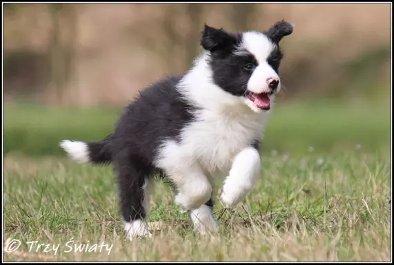 Border Collie rodowód ZKwP, FCI suczka SISI 5