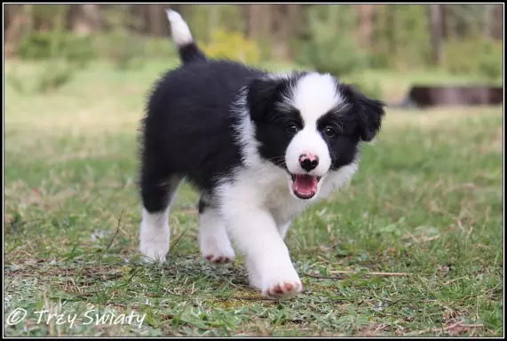 Border Collie rodowód ZKwP, FCI suczka SISI 6