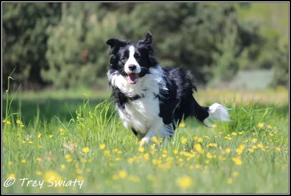 Border Collie rodowód ZKwP, FCI suczka SISI 7