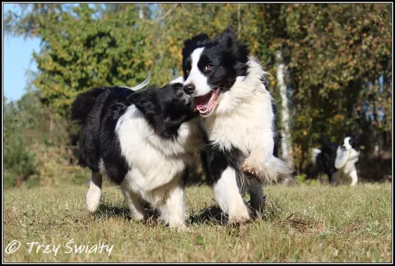 Border Collie rodowód ZKwP, FCI suczka SISI 8