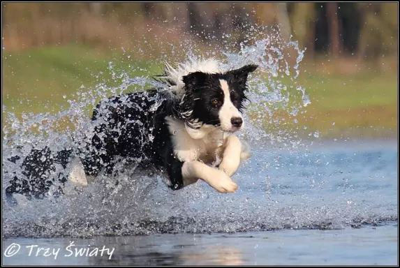 Border Collie rodowód ZKwP, FCI suczka SISI 9